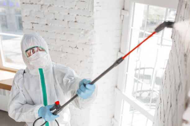 Reliable Auxvasse, MO Mold Removal Solutions