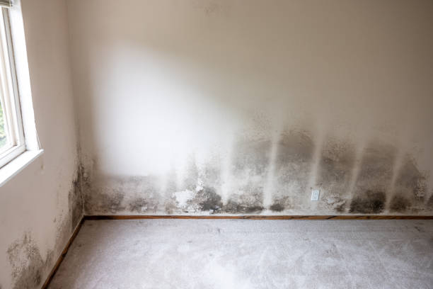 Best HVAC Mold Inspection and Cleaning  in Auxvasse, MO